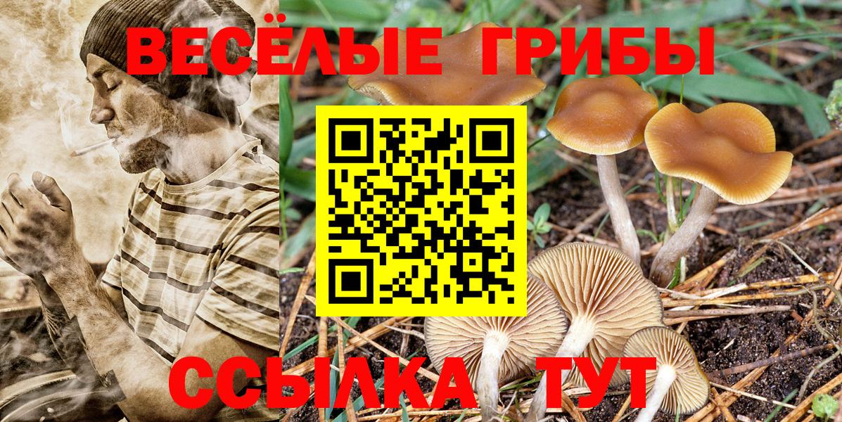 Галлюциногенные грибы Psilocybine cubensis Мурино